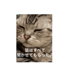 ねこアメショ（個別スタンプ：4）
