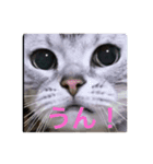 ねこアメショ（個別スタンプ：5）