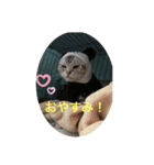 ねこアメショ（個別スタンプ：6）