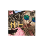 ねこアメショ（個別スタンプ：7）