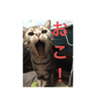 ねこアメショ（個別スタンプ：8）