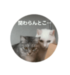 かのちゃんねる（個別スタンプ：5）