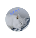 かのちゃんねる（個別スタンプ：7）