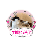 きなこなつ2（個別スタンプ：3）