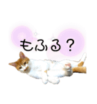 メルめるスタンプ（個別スタンプ：14）