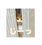 メルめるスタンプ（個別スタンプ：16）