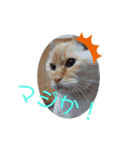わが家賑やか（個別スタンプ：7）