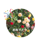 いろいろなバラの写真のスタンプ（個別スタンプ：16）