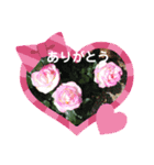 いろいろなバラの写真のスタンプ（個別スタンプ：23）