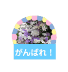 いろいろなバラの写真のスタンプ（個別スタンプ：28）