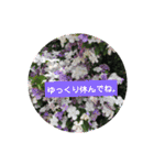 いろいろなバラの写真のスタンプ（個別スタンプ：34）