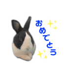 ダッチうさぎのうさ太☆2（個別スタンプ：2）