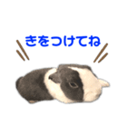 ダッチうさぎのうさ太☆2（個別スタンプ：6）