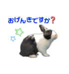 ダッチうさぎのうさ太☆2（個別スタンプ：9）