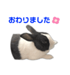 ダッチうさぎのうさ太☆2（個別スタンプ：15）