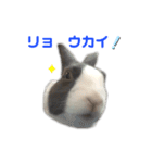 ダッチうさぎのうさ太☆2（個別スタンプ：16）