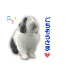 ダッチうさぎのうさ太☆2（個別スタンプ：19）
