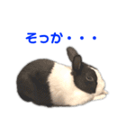 ダッチうさぎのうさ太☆2（個別スタンプ：22）