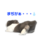 ダッチうさぎのうさ太☆2（個別スタンプ：23）