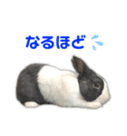 ダッチうさぎのうさ太☆2（個別スタンプ：25）