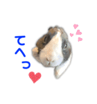 ダッチうさぎのうさ太☆2（個別スタンプ：31）