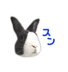 ダッチうさぎのうさ太☆2（個別スタンプ：40）