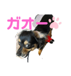 ソラの日常2（個別スタンプ：13）