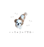 shitzu chan！（個別スタンプ：9）