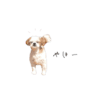 shitzu chan！（個別スタンプ：12）