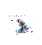 shitzu chan！（個別スタンプ：15）