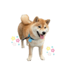 柴犬 じろちゃん（個別スタンプ：1）