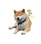 柴犬 じろちゃん（個別スタンプ：2）