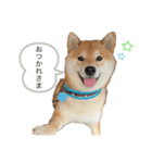 柴犬 じろちゃん（個別スタンプ：3）
