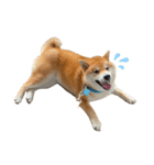 柴犬 じろちゃん（個別スタンプ：4）