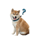 柴犬 じろちゃん（個別スタンプ：5）