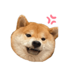 柴犬 じろちゃん（個別スタンプ：6）