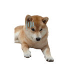 柴犬 じろちゃん（個別スタンプ：7）