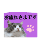 絆工房（個別スタンプ：11）