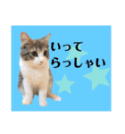 絆工房（個別スタンプ：15）