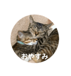 さぼてん たんぽぽ可愛すぎる猫たち（個別スタンプ：1）