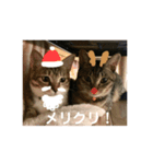 さぼてん たんぽぽ可愛すぎる猫たち（個別スタンプ：3）