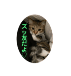 さぼてん たんぽぽ可愛すぎる猫たち（個別スタンプ：4）