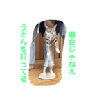 さぼてん たんぽぽ可愛すぎる猫たち（個別スタンプ：5）