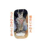 さぼてん たんぽぽ可愛すぎる猫たち（個別スタンプ：6）