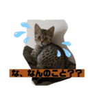 Ncm_om（個別スタンプ：36）