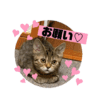 Ncm_om（個別スタンプ：39）