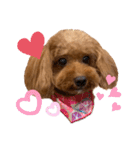 cocoaと仲間達の日常。（個別スタンプ：2）