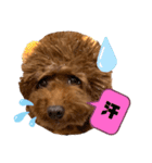 cocoaと仲間達の日常。（個別スタンプ：3）