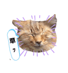 cocoaと仲間達の日常。（個別スタンプ：7）