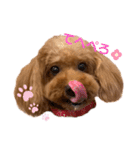 cocoaと仲間達の日常。（個別スタンプ：10）